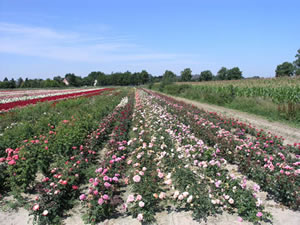 Rosenbaumschule Sven Stange
