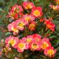 Preview: Bienenweide® Bicolor Kleinstrauchrose