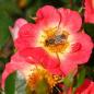 Preview: Bienenweide® Bicolor Kleinstrauchrose
