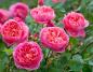 Preview: Boscobel ®    Strauchrose