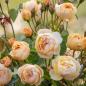 Preview: Dannahue ®   Strauchrose