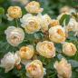Preview: Dannahue ®   Strauchrose