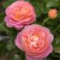 Preview: Dornburger Schlossrose®  Edelrose