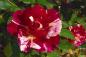 Preview: Maurice Utrillo ® Beet/ Strauchrose