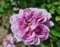 Preview: Rainy Blue Floribunda