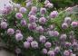 Preview: Rainy Blue Floribunda