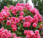 Preview: Rosarium Uetersen®   Strauch -Kletterrose