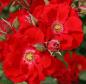 Preview: Roter Korsar ® Strauchrose