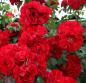 Preview: Roter Korsar ® Strauchrose