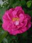 Preview: Wild Edric®  Strauchrose
