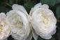 Preview: William and Catherine®   Strauchrose