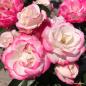 Preview: Art Deco®  Beetrose