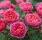 Preview: Boscobel ®    Strauchrose