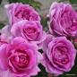 Preview: Clivia®   Beetrose