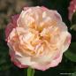 Preview: Concorde® Edelrose