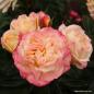 Preview: Concorde® Edelrose