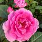 Preview: Europa Donna Beetrose