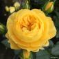 Preview: Golden Fleece®   Kleinstrauchrose - Bodendecker