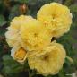 Preview: Golden Fleece®   Kleinstrauchrose - Bodendecker