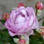 Preview: Herzogin Dorothea  Beetrose