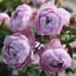 Preview: Herzogin Dorothea  Beetrose