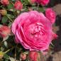 Preview: Julie®   Patiorose