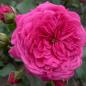 Preview: Laguna®   Kletterrose