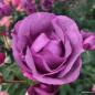 Preview: LUNARA®   Kletterrose