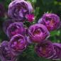 Preview: LUNARA®   Kletterrose
