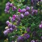 Preview: LUNARA®   Kletterrose