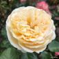 Preview: Marzipan® Edelrose