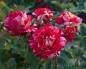 Preview: Maurice Utrillo ® Beet/ Strauchrose