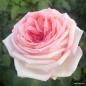 Preview: Meine Rose ®   Edelrose