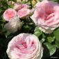 Preview: Meine Rose ®   Edelrose