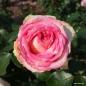 Preview: Meine Rose ®   Edelrose
