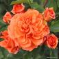 Preview: Orangerie® / Friedrichstadt-Rose  Beetrose