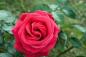 Preview: Red Flame ® Kletterrose