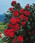 Preview: Red Flame ® Kletterrose