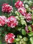 Preview: Rock & Roll™ Floribunda