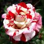 Preview: Rock & Roll™ Floribunda
