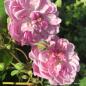 Preview: Romantic Siluetta®  Ramblerrose