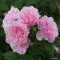 Preview: Romantic Siluetta®  Ramblerrose