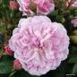 Preview: Romantic Siluetta®  Ramblerrose