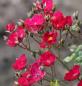 Preview: Rouge de Chine ® Strauch/Kletterrose