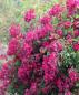Preview: Rouge de Chine ® Strauch/Kletterrose