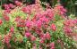 Preview: Rouge de Chine ® Strauch/Kletterrose