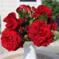 Preview: Royal Red® Kletterrose