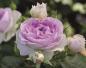 Preview: Saphir® Strauchrose