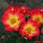 Preview: Summer of Love® Kleinstrauchrose