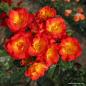 Preview: Summer of Love® Kleinstrauchrose